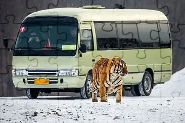 Siberian tiger and a bus with tourists, China jigsaw puzzle