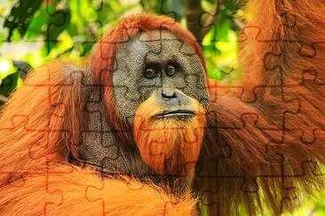 Sumatran orangutan in Gunung Leuser National Park jigsaw puzzle