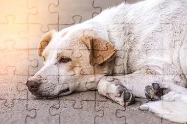 Homeless abandoned dog sleeping on the roadside jigsaw puzzle