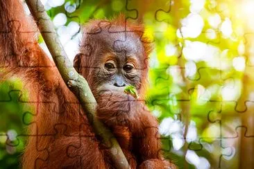 Orangutan cute baby in tropical rainforest jigsaw puzzle