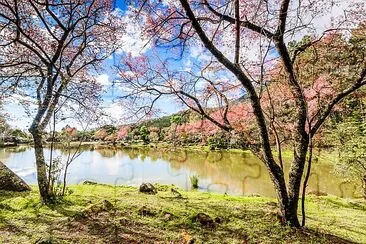 Cherry blossom at lake in Chiang Mai, Thailand jigsaw puzzle