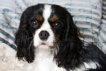 Cute cavalier spaniel lying on the bed jigsaw puzzle