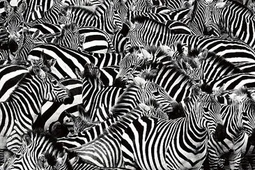 Zebra Herd Packed Tight jigsaw puzzle