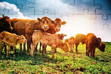 Cute little calfs grazing with cows jigsaw puzzle