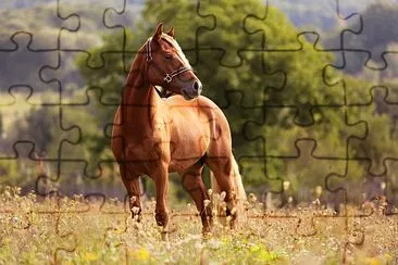 Welsh pony running and standing in high grass jigsaw puzzle