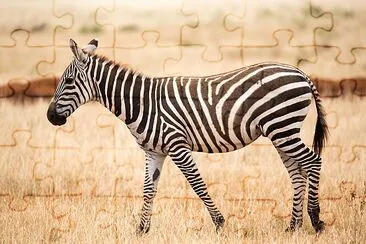 Zebra standing or walking throught the grassland  jigsaw puzzle