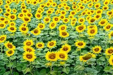 Bellissimo campo di girasoli