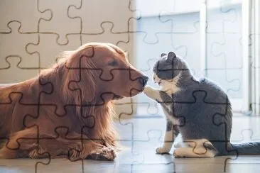 The Golden Hound and the kitten get close jigsaw puzzle