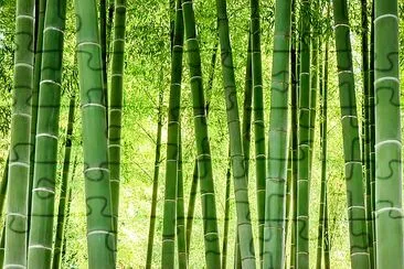 Bamboo forest in Japan jigsaw puzzle