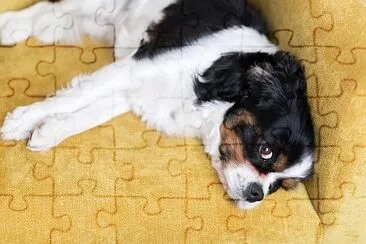 Cute dog resting on yellow sofa jigsaw puzzle