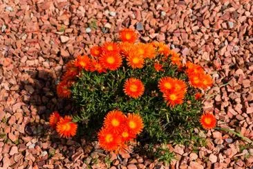 Flowering bright orange ice plant nature backgroun jigsaw puzzle