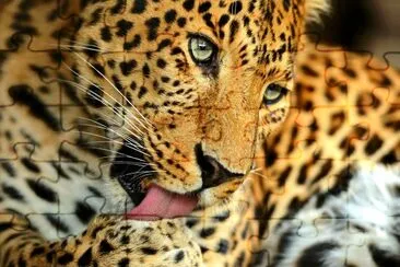 Portrait of Leopard jigsaw puzzle