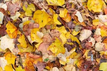 Colorful pile of autumn leaves jigsaw puzzle