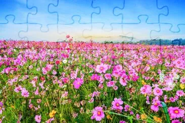 Cosmos flower against blue sky, Chiang Rai Thailad jigsaw puzzle