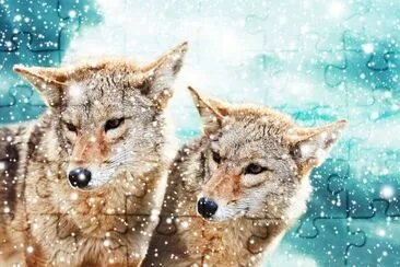 Coyote pair against the blue winter sky jigsaw puzzle