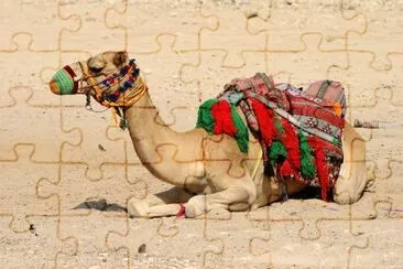 Domesticated camel in Qatar jigsaw puzzle