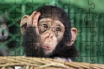 Chimpanzee face jigsaw puzzle