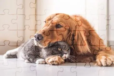 British cat and Golden Retriever jigsaw puzzle