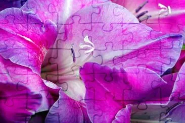 Gladiolus flowers closeup jigsaw puzzle