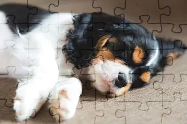 Cute puppy of cavalier spaniel sleeping on a sofa jigsaw puzzle