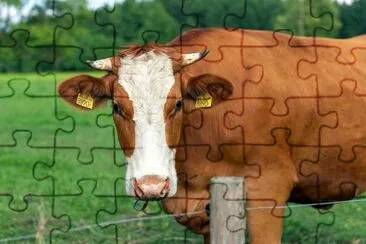 Brown and white cow on the summer green field jigsaw puzzle