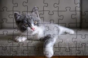 Cute British short hair cat jigsaw puzzle