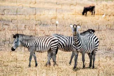 Flehmening Zebra Zeal jigsaw puzzle