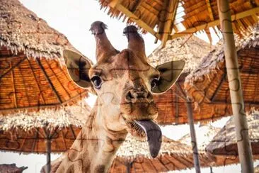 Close up portrait of a weird funny face giraffe jigsaw puzzle