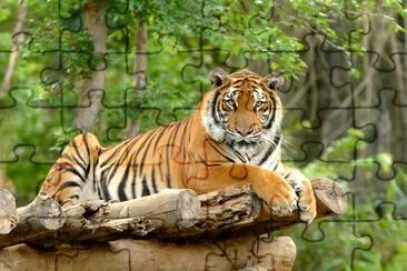 Bengal tiger jigsaw puzzle