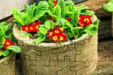 Red flowers in big sack pots jigsaw puzzle