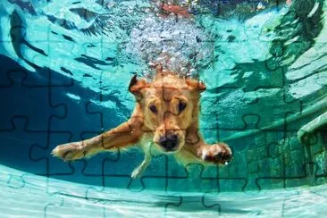 Golden labrador retriever puppy in swimming pool jigsaw puzzle