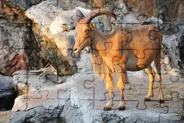 West caucasian tur goat jigsaw puzzle