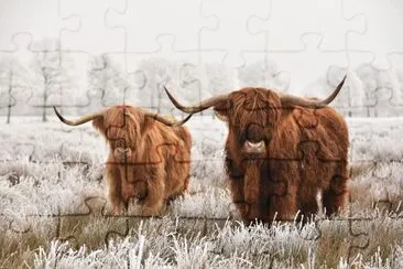 Hairy Scottish highlanders, national park in Drent jigsaw puzzle