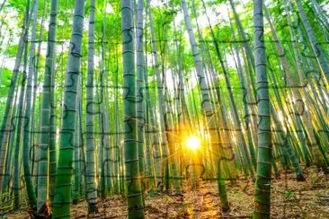 Bamboo forest with sunny in morning jigsaw puzzle