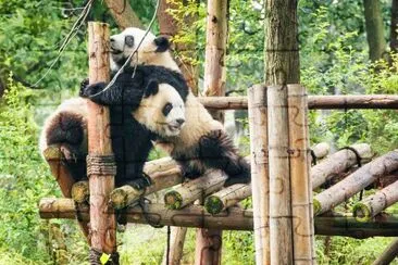 Two cute happy young giant Pandas playing together jigsaw puzzle