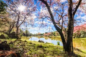 Landscape of Cherry blossom, Chiang Mai, Thailand jigsaw puzzle