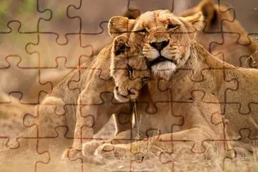 Lioness and cub in the Kruger NP, South Africa jigsaw puzzle