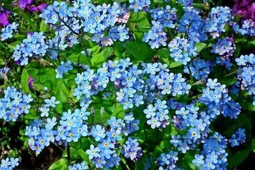 Belles fleurs bleues