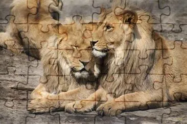 Lions Family jigsaw puzzle