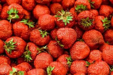 Fraises fraiches