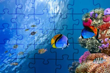 Threadfin butterflyfish (Chaetodon auriga), Red Se jigsaw puzzle