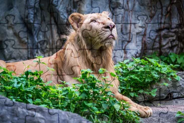 White lion lying down jigsaw puzzle