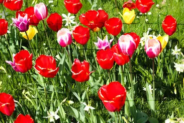 Many Red, pink, yellow tulips in green garden fiel jigsaw puzzle