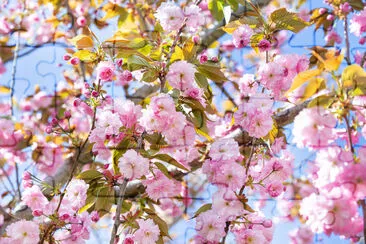 Blooming twig of almond tree in the springtime jigsaw puzzle