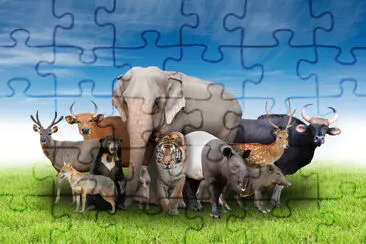 group of asia animals with fresh green grass and b jigsaw puzzle