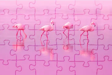 Birds Pink Flamingos Walk on the Lake at the Pink  jigsaw puzzle