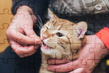 Ginger Cat does not Want to Eat and Eats by Hand M jigsaw puzzle