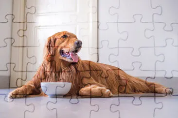 The Golden Retriever eating jigsaw puzzle