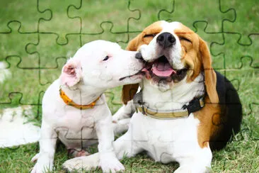 Beagle and Jack Russell jigsaw puzzle