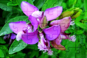 Beautiful wild small flower macro background wallp jigsaw puzzle